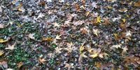 Fallen leaves. Karkloof, KwaZulu-Natal. Image: Donald Knight
