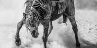 "Anger Management". A wild mustang stallion kicks up a dust storm in northwestern Colorado. © Scott Wilson, United Kingdom, Winner, Open, Natural World & Wildlife, 2022 Sony World Photography Awards