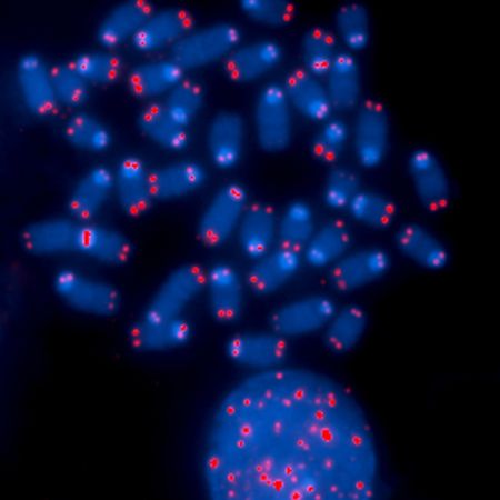 Cells become zombies when the ends of their chromosomes are damaged – a tactic both helpful and harmful for health