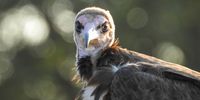 Hooded Vulture in The Timbavati.