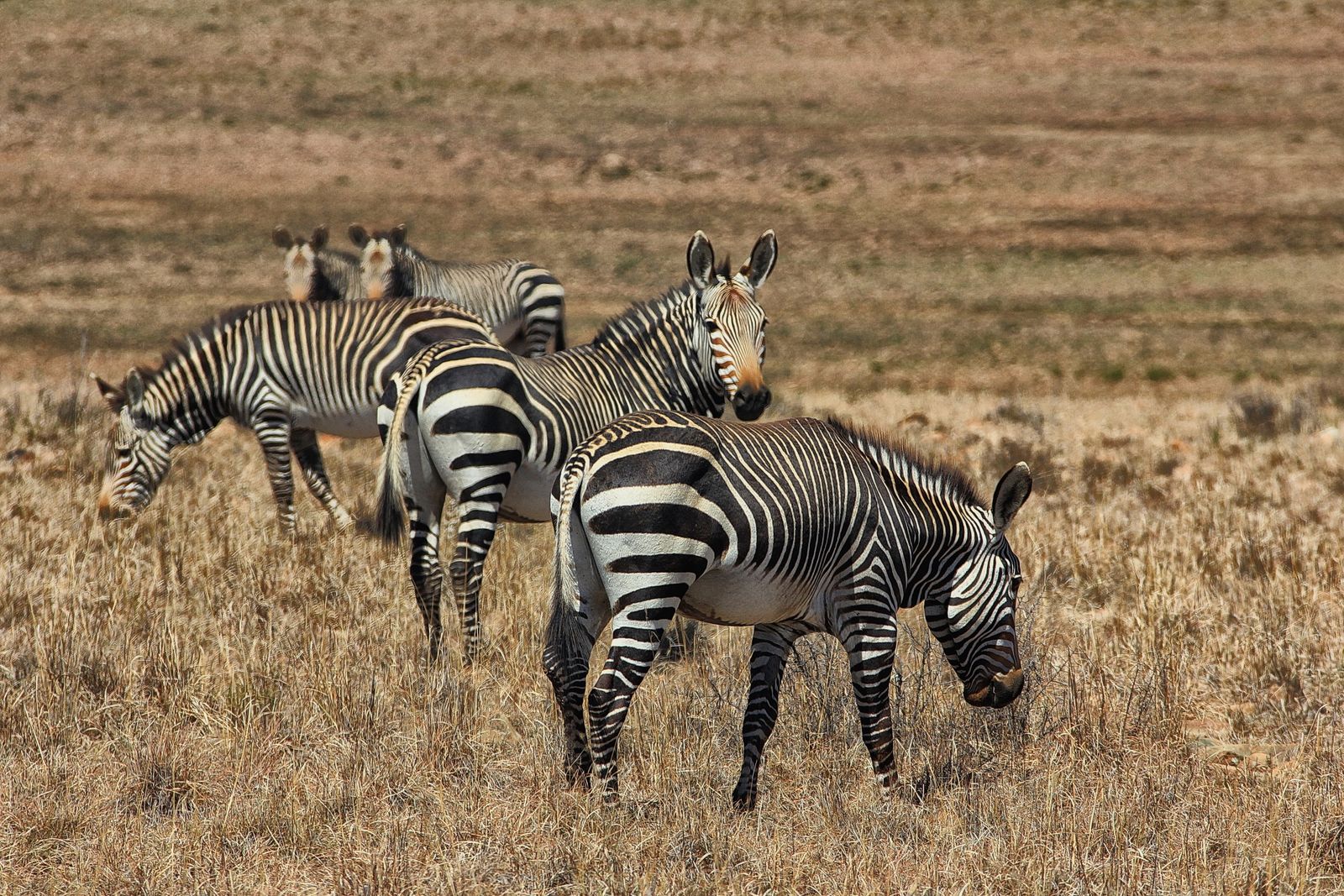 Mountain Zebra National Park – back from the brink