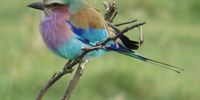 Lilac breasted roller. Photographer: Jane Turner