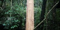 Large scale bark stripping of indigenous trees in Newlands Forest, which is part of Table Mountain National Park. Bark Stripping is the illegal harvesting of bark mostly from indigenous trees, which is used in traditional medicine. (Photo: Friends of Table Mountain)