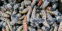 Plump, pretty and with 60% more protein than beef, fish or chicken, a mopani worm harvest. (Photo: Supplied) 