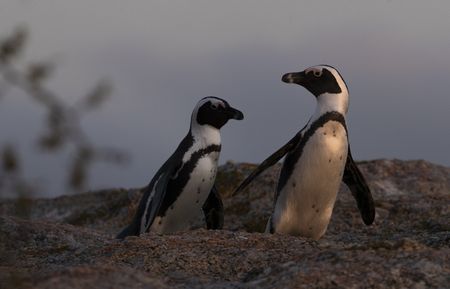 Penguins adapt their voices to sound like their companions - new study