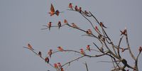 Carmine Bee Eaters – Mana Pools Zimbabwe. Photographer:  Courtney Kempen