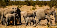 Elefant Family on its way to a waterhole. Photographer: Karin Linder