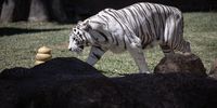 The Bengal tigress Romina, walks in the new enclosure at La Aurora Zoo in Guatemala City, Guatemala, 24 October 2024. Guatemala's La Aurora Zoo presented the new enclosure for the two Bengal tigers that have resided in the park for more than a decade.  EPA-EFE/David Toro
