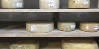 The big wheel cheeses in a cool room include Kilimanjaro and two international Super-golds that are Kilembe and Kalabash. (Photo: Marie-Lais Emond)<br>