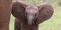 Dumbo- I believe I can fly! Taken early January 2023 in Greater Kruger. Photographer: Jackie Cilliers