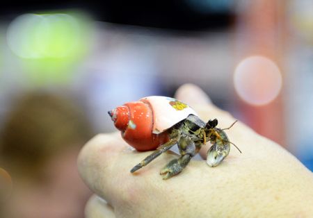 Scientists stumble on new crab species in Eastern Cape forest