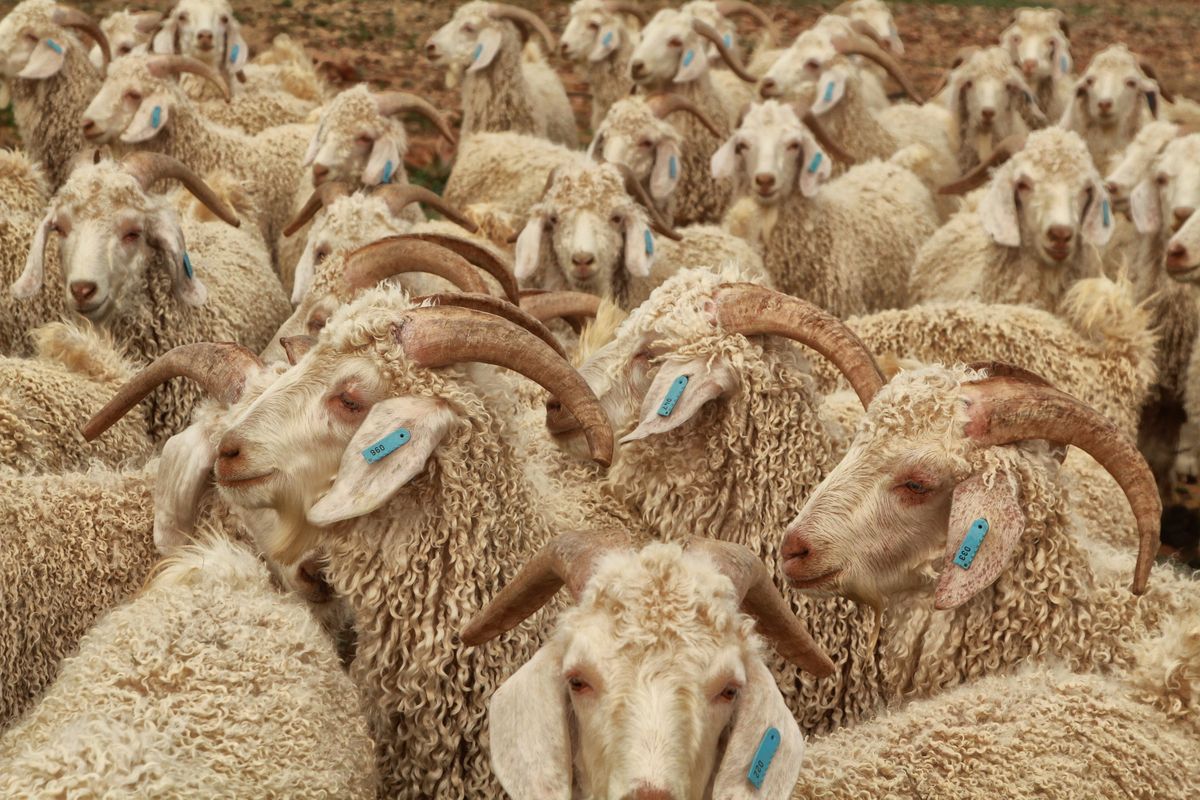 This is mohair country, home of the beautiful Angora goat