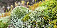 Beauty in the ancient - Drakensberg range. Photographer: Jaco Janse van Rensburg</p>
<p>