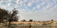 First Thing in Kgalagadi. Photographer: Adrienne Coetzee