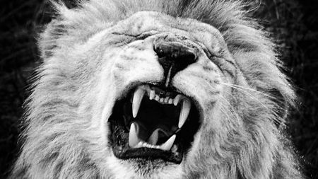Claws out — catfight looms on lion breeder exit strategy