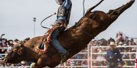 A Bull Rider in action at the 2019 Deni Ute Muster on October 04, 2019 in Deniliquin, Australia. The annual Deniliquin Ute Muster is the largest ute muster in Australia,  attracting more than 18,000 people to the rural town of Deniliquin together to celebrate all things Australian and the icon of the Ute in a weekend of music, competitions and camping. (Photo by James Gourley/Getty Images)