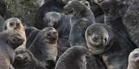 Young seals huddle together in a rookery. (Photo:: Zafar Monier)