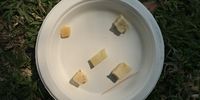 We all get paper plates studded with tiny samples of Van Gaalen’s craft Gouda. (Photo: Marie-Lais Emond) 
