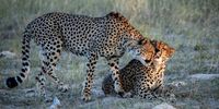 Sunset Bond. Photographer: Don Hunter