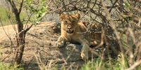 Lioness - Mpila tented camp, Mfolozi, KZN. Image: Jeremy Faure-Field