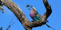 Grub's up! Lilac-breasted roller. Image: Tara Turkington/Flow Communications