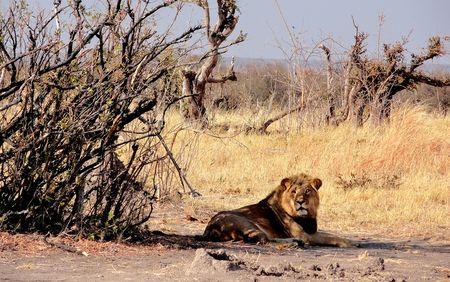 Blare necessity: Vuvuzelas save livestock from prowling lions, research finds