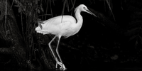 'Solitude'. A white heron stands on the shore in a mangrove in Nosara, Costa Rica. "On a recent trip to Costa Rica, I was fascinated by the habitat of the herons and egrets I observed in the Arenal Volcano and La Fortuna area. Rather than just focusing on the birds, I wanted to ‘pull back’ and show the lush and rhythmic environment they inhabited. The black and white medium worked well, highlighting the contrast of the dark and mysterious fauna against the white birds." Image: © Steven Begleiter, United States, Shortlist, Professional competition, Wildlife & Nature, Sony World Photography Awards 2024