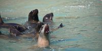 A family of sea lions enjoy a swim. New research has shown how human-made noise negatively impacts on marine life, disrupting their behaviour, physiology, reproduction and, in extreme cases, causes death. (Photo: Daniel Costa)