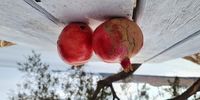 Pomegranates from a stranger who wanted to feed us. (Photo: Marita van der Vyver)