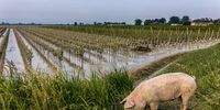 Grapes of wrath — Cape farmers face a long post-flood road to recovery