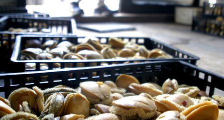 Acquitted: three Chinese nationals escape legal clutches in R100m perlemoen smuggling case