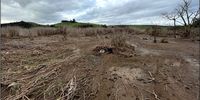 A ground-level view of chemically devastated vegetation in a wetland next to Blackburn Village. (Photo: Groundtruth report to UPL)