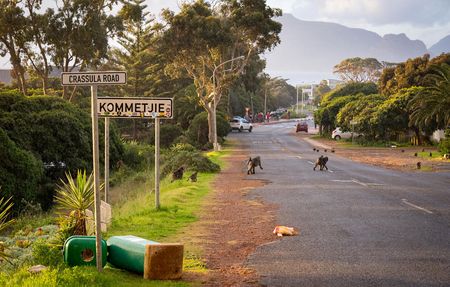 SPCA seeks Kommetjie resident who pepper-sprayed baboon amid rising tensions