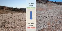 Just one ‘before’ and ‘after’ example of a site stripped of its globally unique plant life in the  Northern Cape. (Image: SANBI)