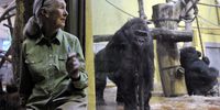  English primatologist, ethologist, anthropologist, and UN Messenger of Peace Jane Goodall observes gorillas after she unveiled Hungarian primatologist Geza Teleik's plaque in the Ape’s House of the Budapest Zoo, Hungary, on 15 June 2015. (Photo: EPA / Attila Kovacs)