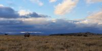 Black Rhino in Mountain Zebra Park</p>
<p> </p>
<p>