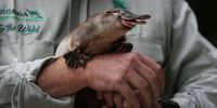 SYDNEY, AUSTRALIA - MARCH 03: Platypus Keeper, Rob Dockerill, holds Annie the platypus during a press call at Taronga Zoo on March 03, 2021 in Sydney, Australia. Taronga Conservation Society Australia has joined with NSW Environment Minister Matt Kean to announce a strategic plan on UN World Wildlife Day underpinned by a pledge to save the iconic platypus from extinction. Taronga scientists warn platypus could be extinct in the next 50 years.  (Photo by Lisa Maree Williams/Getty Images)