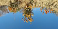 Halloe Halloe -  Aloe Sentinels on a cloudless day at Aloe Farm, De Wildt, North West.