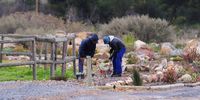 Farmworkers at Dwarsberg Operational in Ceres. (Photo: Ziyanda Duba)