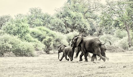 Unbanning US trophy imports: Trump jams a spanner in the works