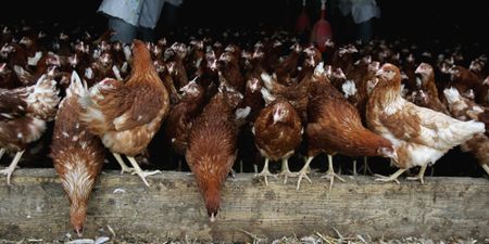 No more bird flu outbreaks in the Western Cape, festive season chicken shortage expected to be ‘minimal’