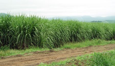 Sugar tax millions should be used for diversification in the industry