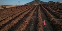 A farmer checks on coffee plants destroyed by frost during extremely low temperatures near Caconde, Sao Paulo state, Brazil, on Wednesday, Aug. 25, 2021. Extreme weather is slamming crops across the globe, bringing with it the threat of further food inflation at a time costs are already hovering near the highest in a decade and hunger is on the rise. Photographer: Jonne Roriz/Bloomberg via Getty Images