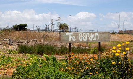 Urban food garden in Bellville: transforming lives through sustainable agriculture and job creation