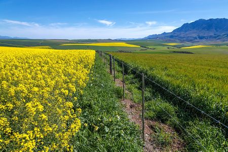 Bread & Wine: What’s the future of wheat and wine farming? (Part Six)