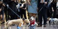   Dogs dressed in costume mingle during Sen. Thom Tillis's (R-NC) annual Halloween dog parade in the Hart Senate Office Building on Capitol Hill October 27, 2021 in Washington, DC. Tillis organized the first Halloween dog party in 2017. (Photo by Drew Angerer/Getty Images)