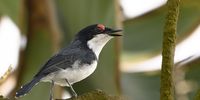 Black-throated Wattle Eye taken at Umdloti lagoon. Image: Ronnie Herr