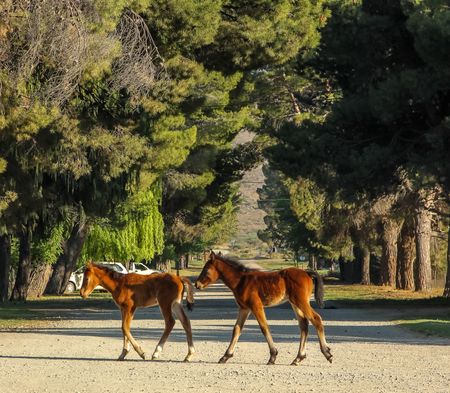 The hidden economy of small towns where local connections forge resilience in rural life
