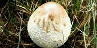  Mushrooming in Pringle Bay. Image: Ayesha Adam