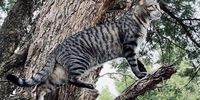Pepper owning the Jackal Creek Golf Estate. Photographer: Abdul Vally